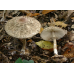 Мицелий Гриба-зонтика пестрого / Зонтик высокий (Macrolepiota procera) Мицелий Гриба-зонтика пестрого / Зонтик высокий (Macrolepiota procera)
